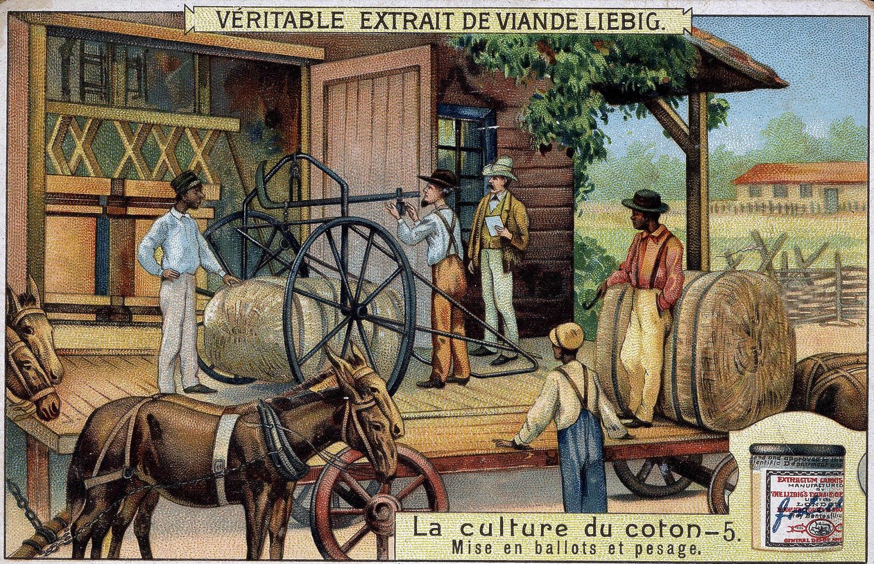 Pěstování bavlny: Bales and Weighing (USA) Liebigova chromolitografie 19. století od Unknown artist