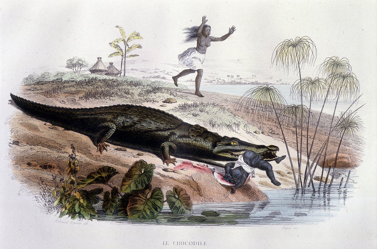 Krokodýl požírající malé dítě - v „Histoire Naturelle“ od Lacépède, ed. Veurne, Paříž od Unknown artist