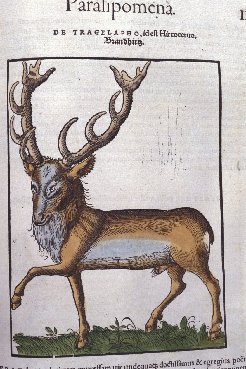Jelen po Historia animalium od Konrada Gesnera, Tiguri od Unknown artist
