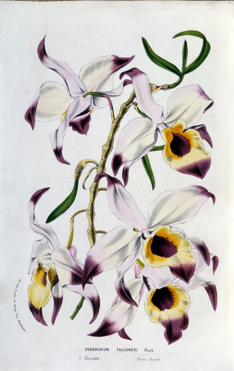 Dendrobium falconeri: čeleď orchidejí. od Unknown artist