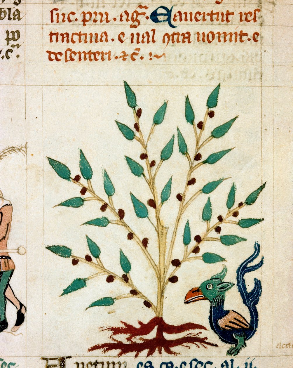 Popis fantastického stromu a zvířete. Miniatura převzatá z provensálského rukopisu typu „“Dis des philosophes““ (MS Palat. 586) Biblioteca Nazionale Florence ze 14. století od Unknown artist