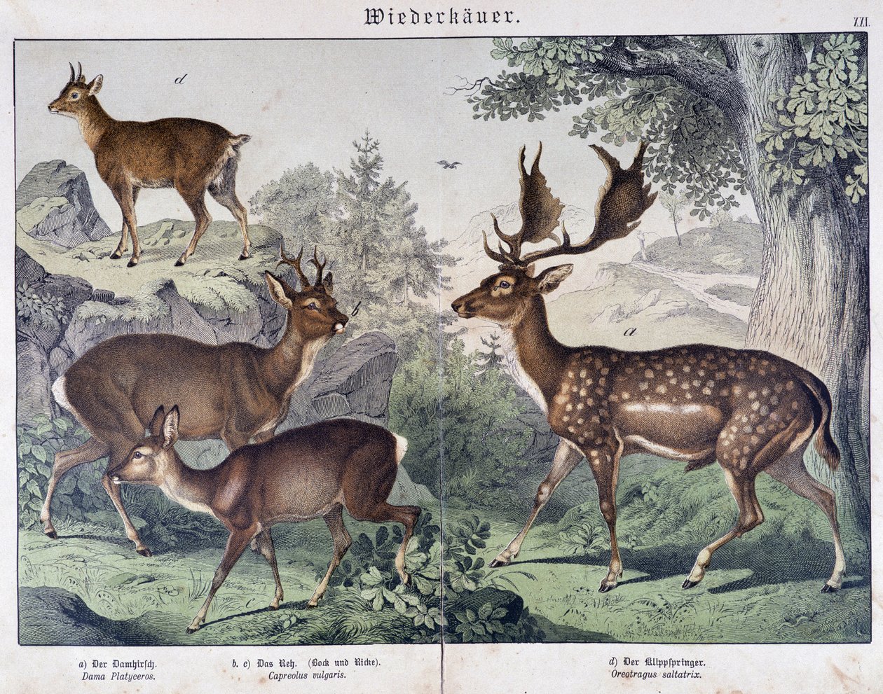 Diche, semiš - v "" Přírodní historie savců"", ed. Schreiber od Unknown artist