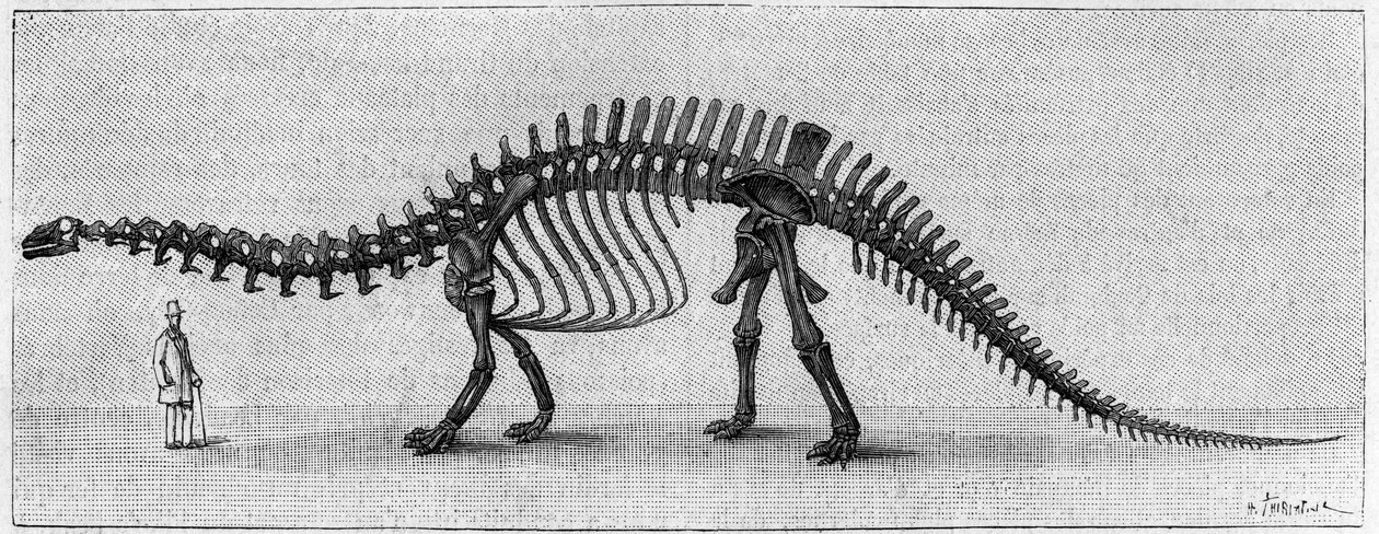 Dinosauří kostra: "" Brontosaurus excelsus ", březen. Svrchní jura Skalistých hor. Reprodukce kresby sdělená panem Marchem Albertu Gaudrymu z Institutu. Gravírování v „“ La Nature: revue des sciences et de leurs applications aux od Unknown artist