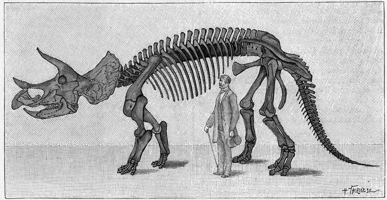 Dinosauří kostra: “” Triceratops prorsus””, březen. Svrchní křída Skalistých hor. Reprodukce kresby sdělená panem Marchem Albertu Gaudrymu z Institutu. Gravírování v „“ La Nature: revue des sciences et de leurs applications aux ar od Unknown artist