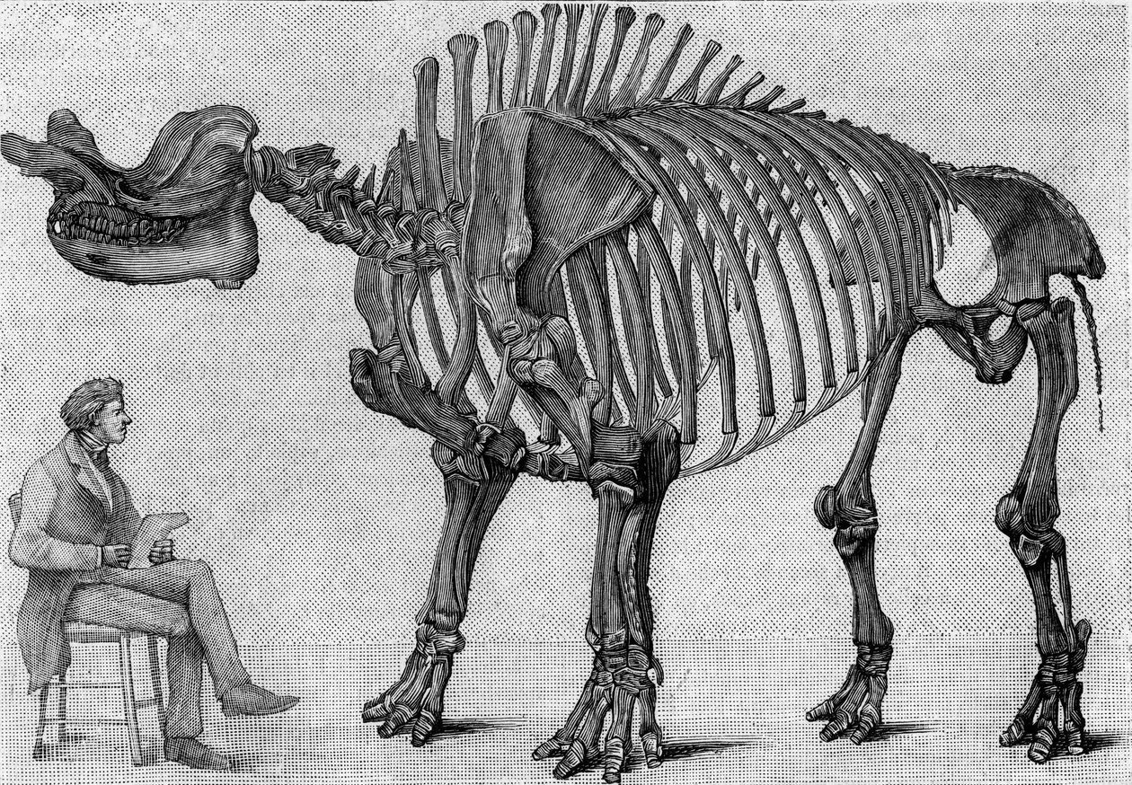 Kostra dinosaura: "" Brontops robustus ", březen. Miocén Skalistých hor. Reprodukce kresby sdělená panem Marchem Albertu Gaudrymu z Institutu. Gravírování v „“ La Nature: revue des sciences et de leurs applications aux arts et a od Unknown artist