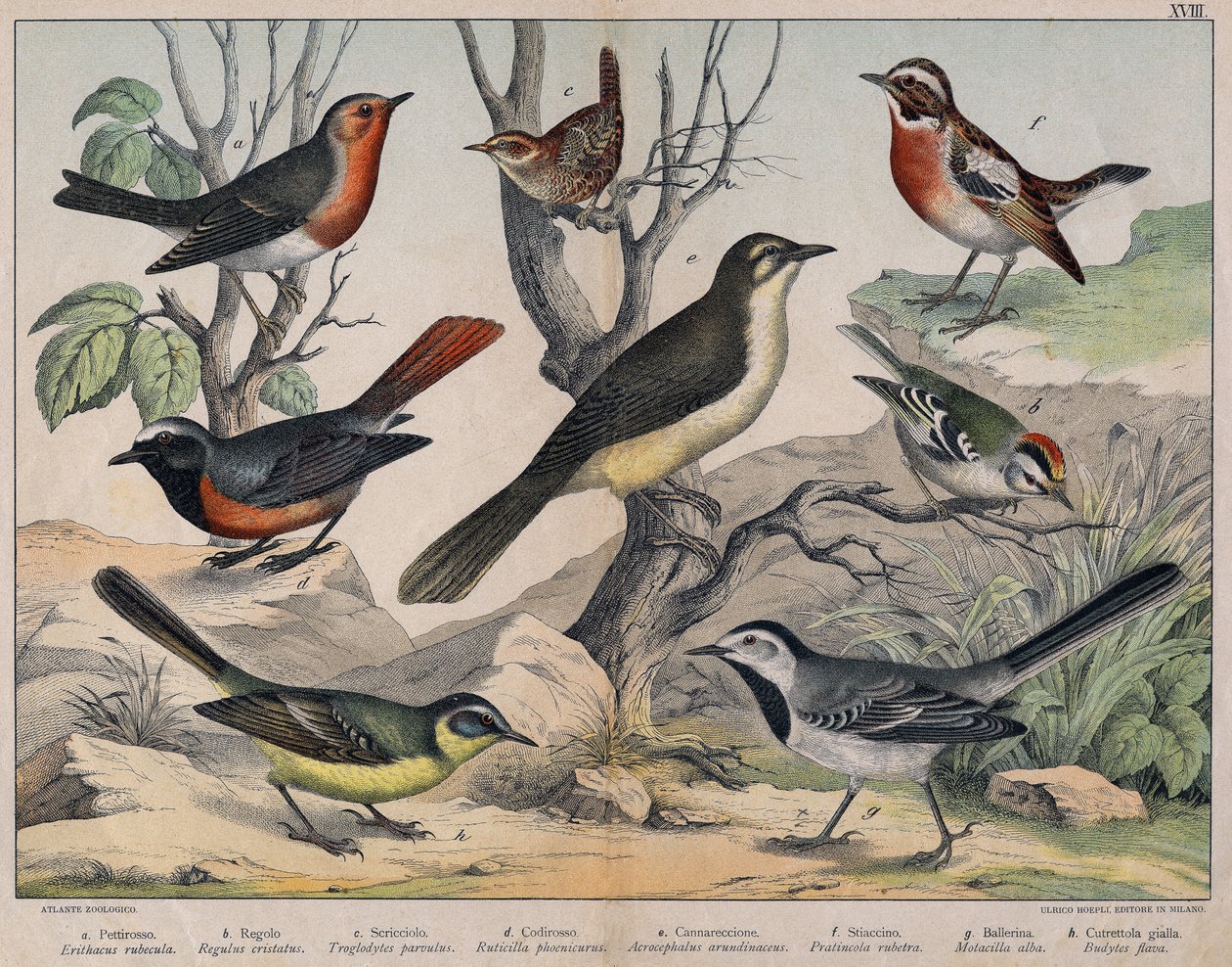 Diverses illustration of birds "History" natural birds". ed. Hoepli, Milan od Unknown Artist