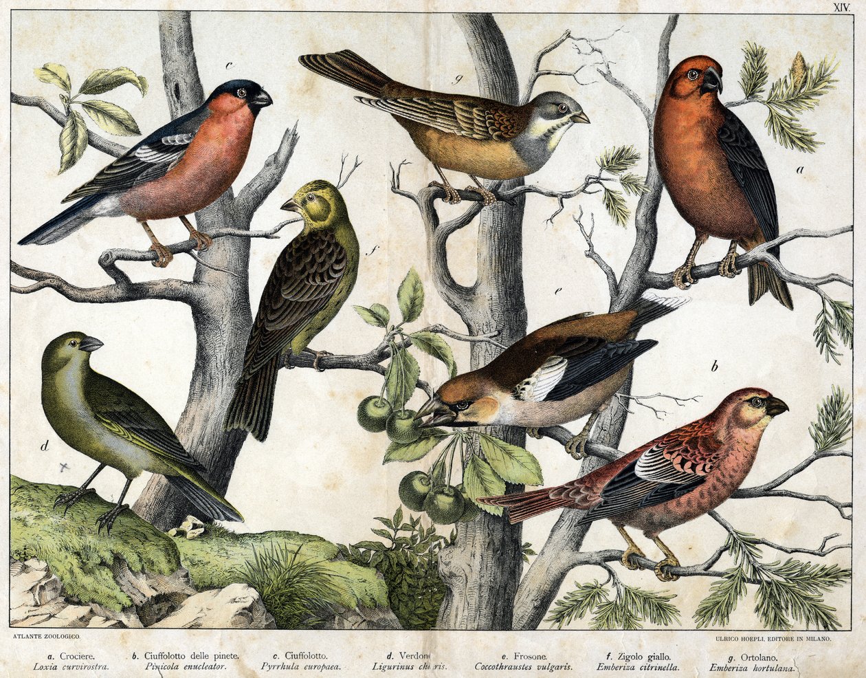 Diverses illustration of birds "History" natural birds". ed. Hoepli, Milan od Unknown Artist