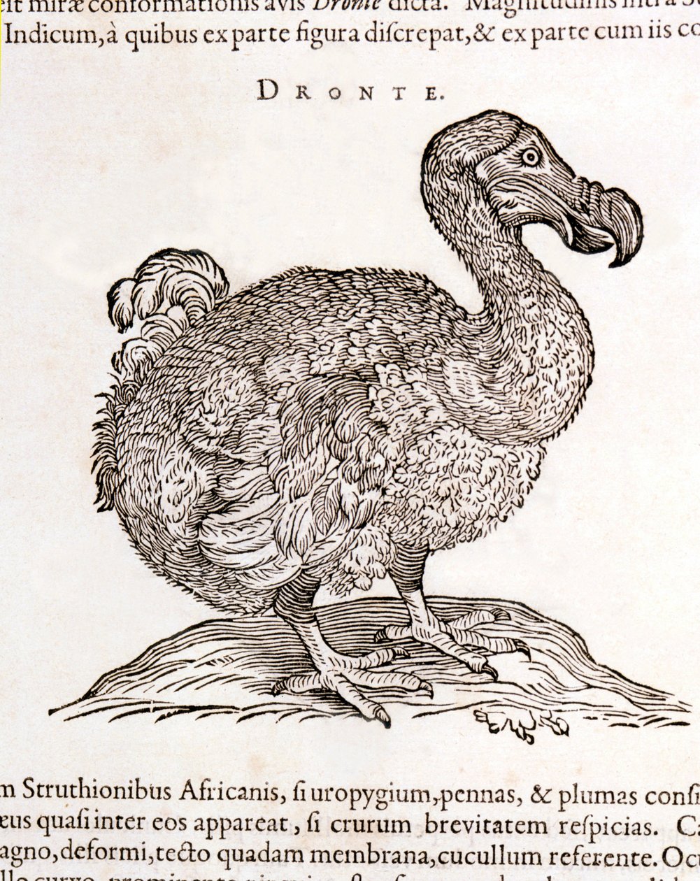 Dodo nebo Dronte. Bird zmizel - v "O přírodních i lékařských záležitostech v Indii" od Williama Piso, Amsterdam od Unknown artist