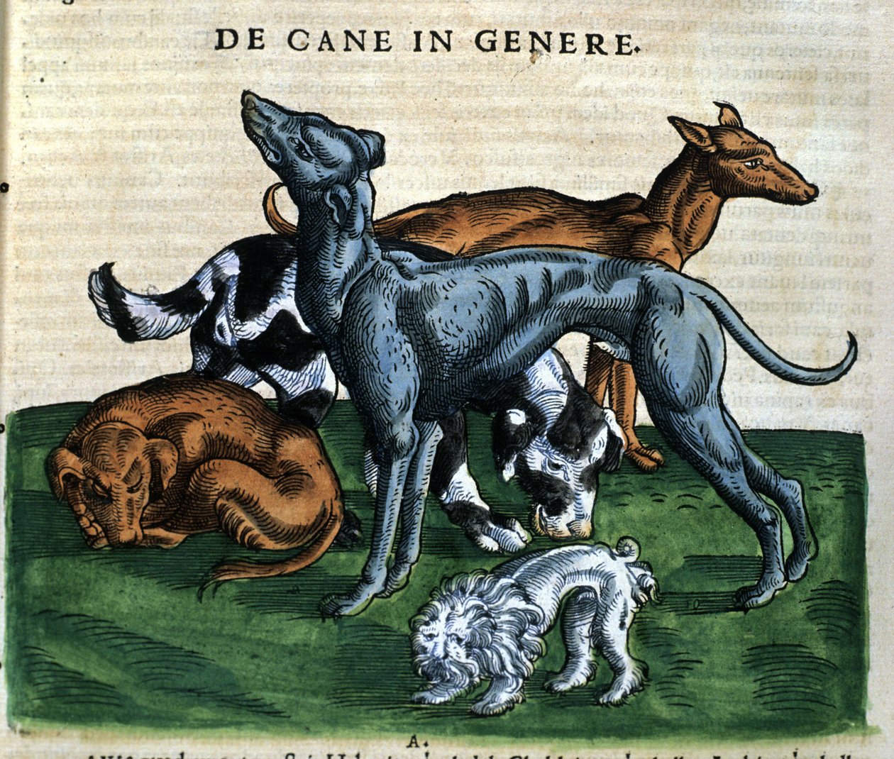 Psi z Historia Animalium od Conrada Gesnera, Tiguri 1560. Biblioteca Nazionale Braidense. Milán od Unknown artist