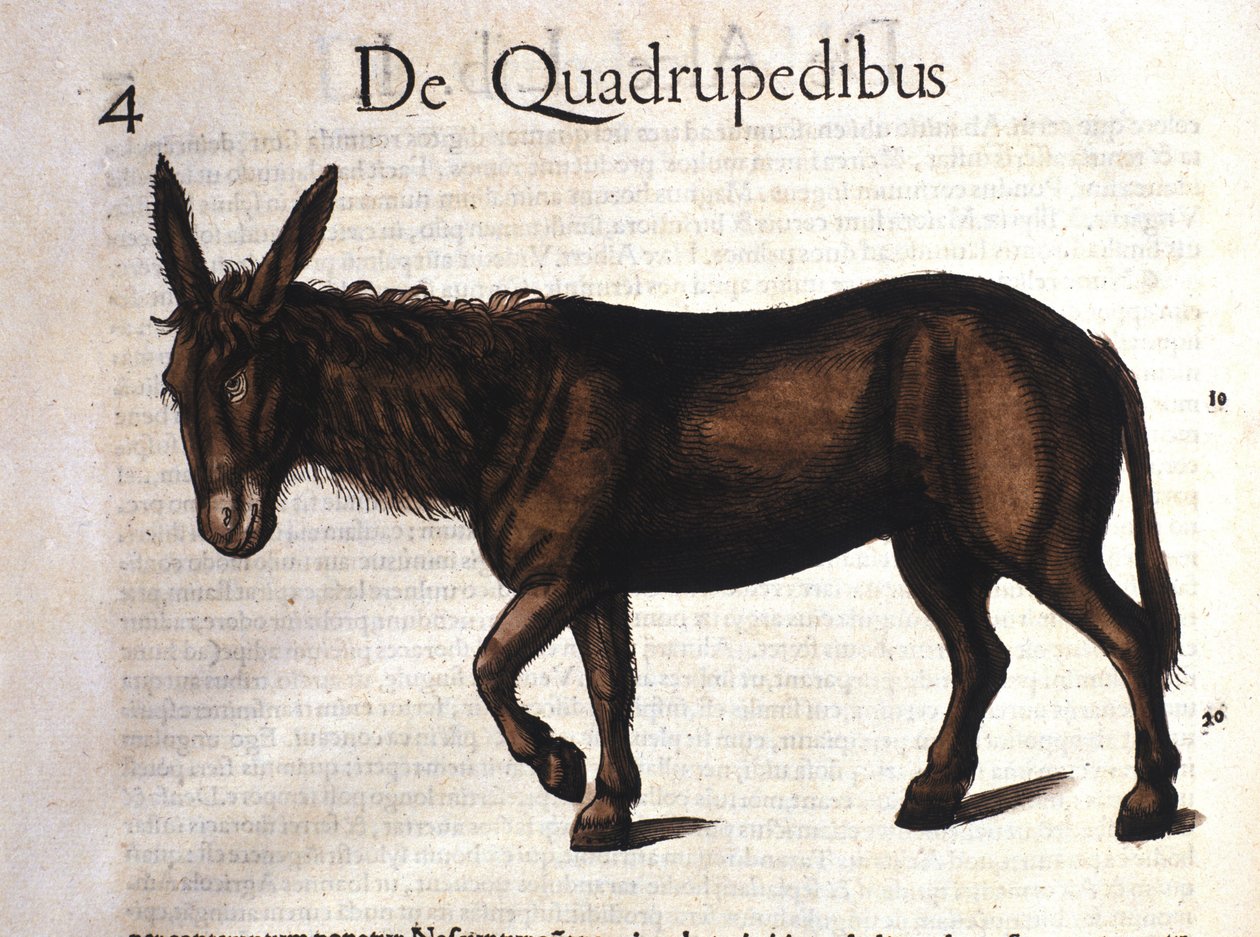 Oslík z Historia Animalium od Conrada Gesnera, Tiguri 1560 od Unknown artist