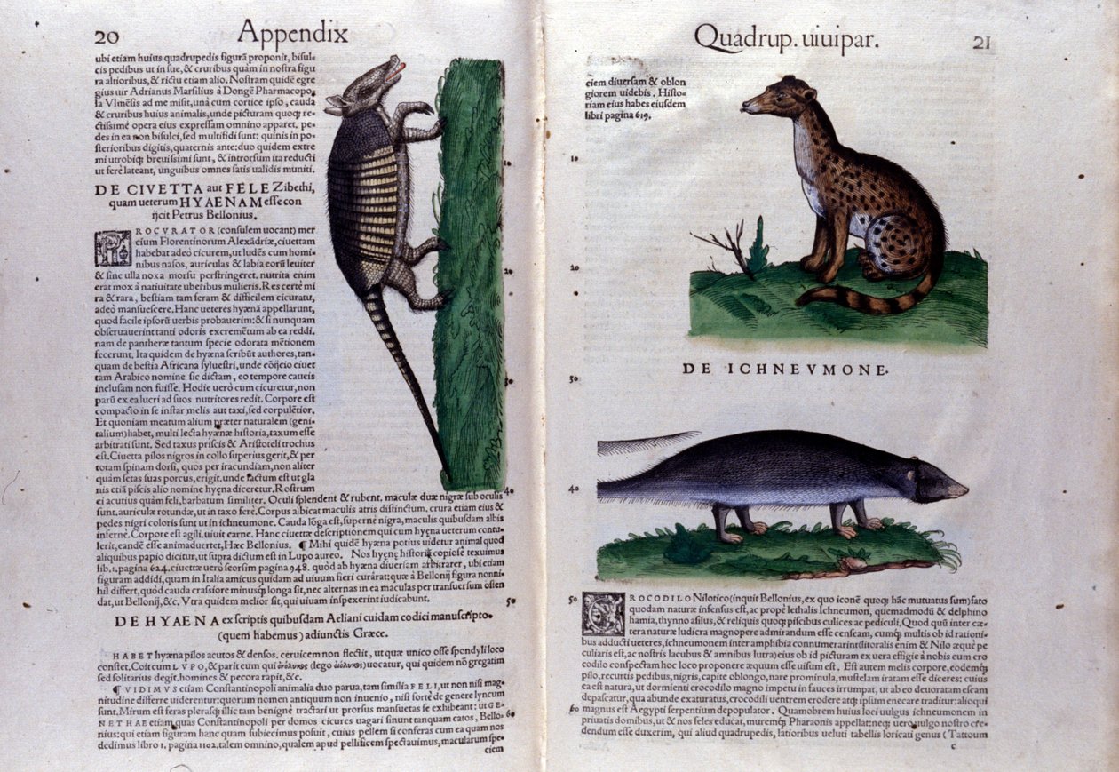 Dvoustrana Historia Animalium od Conrada Gesnera (1516 - 1565), Tiguri od Unknown artist