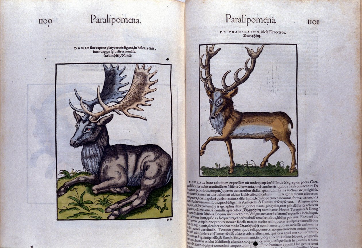 Dvoustrana jelenů v Historia Animalium od Conrada Gesnera (1516 - 1565), Tiguri od Unknown artist