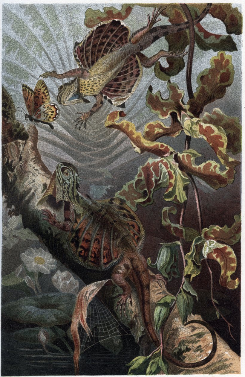 Draco volans, odrůda stromového lezarda - Draco (rod) (létající draci) - rytina z „”Brehmova života zvířat”” od Alfreda Edmunda Brehma (1829-1884) od Unknown artist
