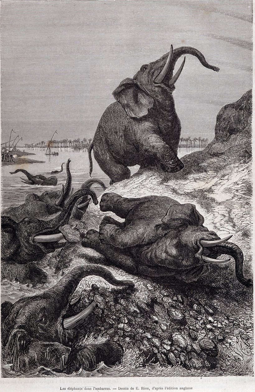 Sloni šplhající na břeh řeky v souvislosti s expedicí do střední Afriky, kterou zadal sir Samuel White Baker, „Tour du monde“ od Unknown artist