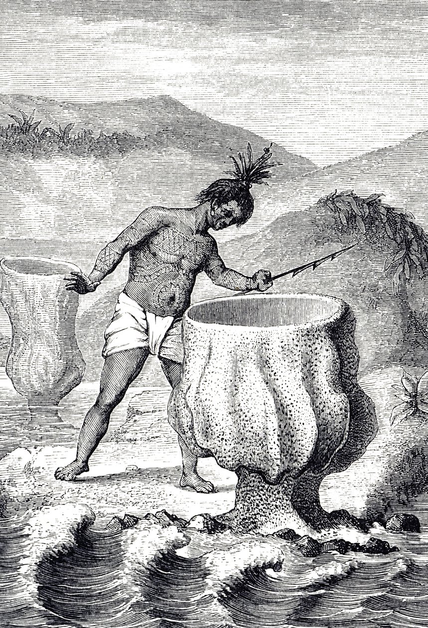 Rytina zobrazující různé houby zvané Neptunův pohár (Thalassema Neptun) od Unknown artist