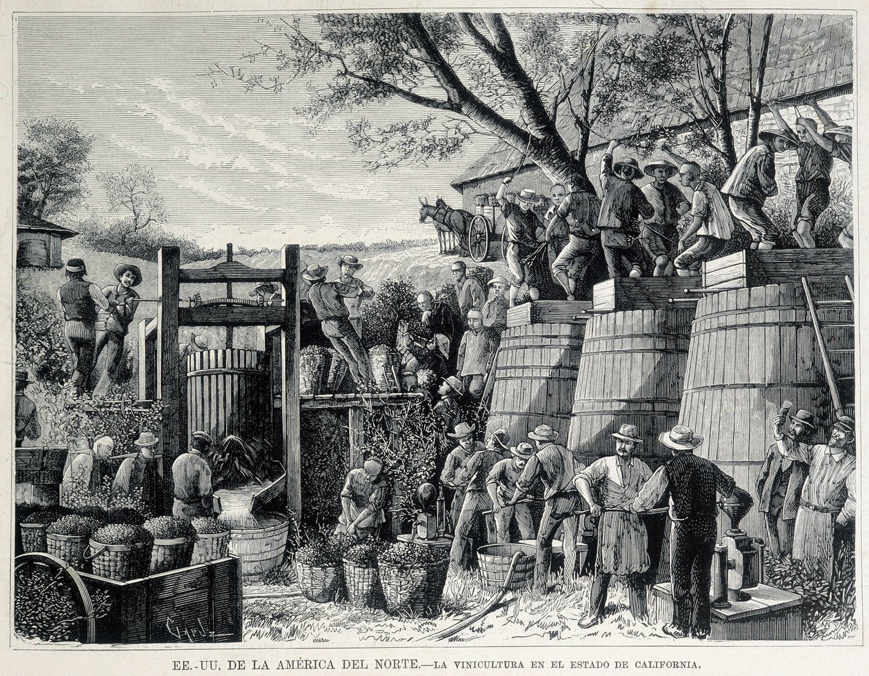 Rytina z roku 1876 představující vinařství v Kalifornii v 19. století. od Unknown artist