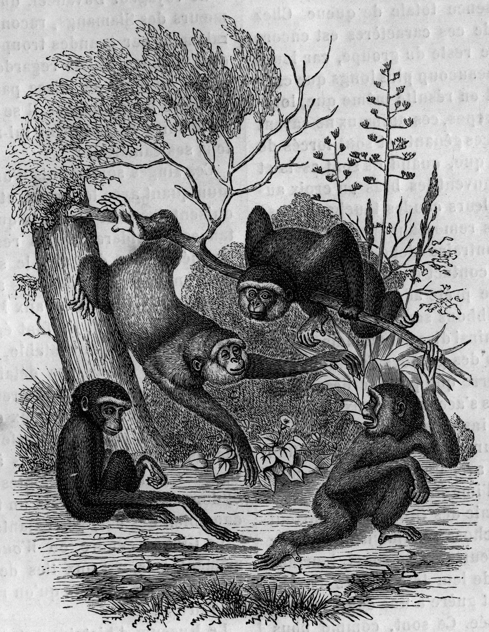 Rytina představující Gibbons Hoolock z Indie. od Unknown artist