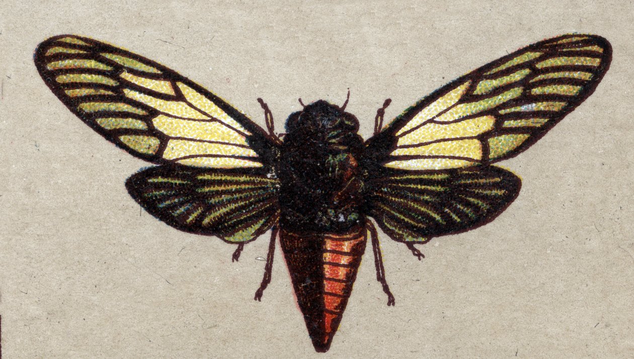 Entomologie: vyobrazení cikády červené, série hmyzu, začátek 20. století (chromo) od Unknown Artist