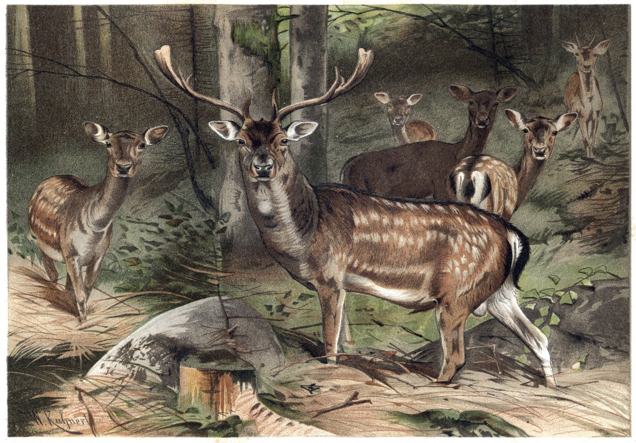 Evropský semiš - Daněk (Dama dama) - rytina z „“Brehmova života zvířat”” od Alfreda Edmunda Brehma (1829-1884) od Unknown artist