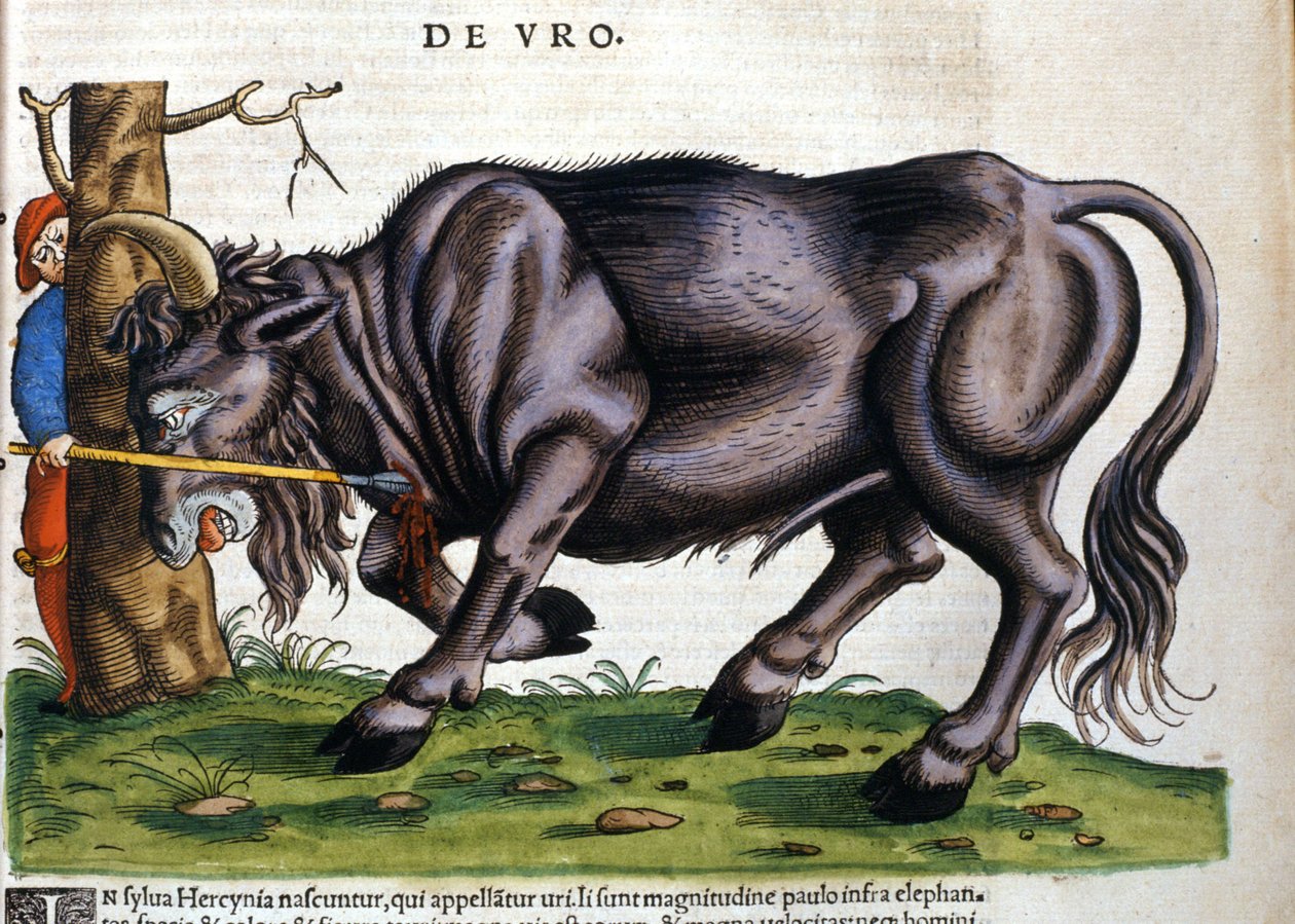 Zubr evropský (Bos primigenius primigenius), jehož plemeno zemřelo v 17. století v „Historia Animalium““ od Konrada Gesnera od Unknown artist