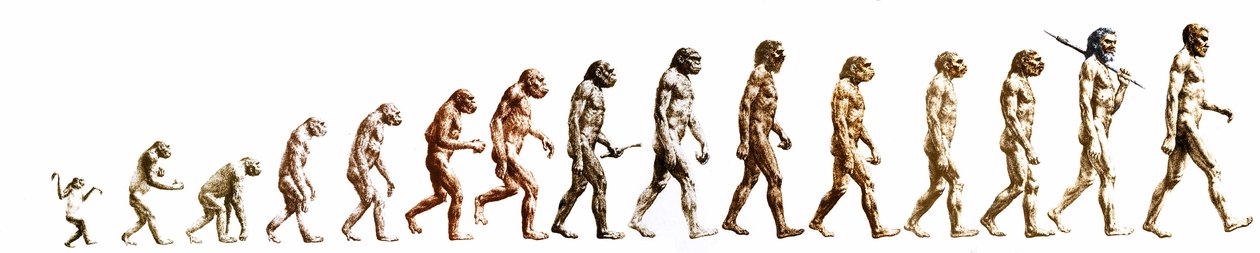Evoluce: Srovnání morfologií od opice po současného člověka (různí hominidové). Koncová rytina 19. století. od Unknown artist