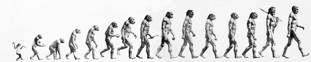 Evoluce: Srovnání morfologií od opice po současného člověka (různí hominidové). Koncová rytina 19. století. od Unknown artist