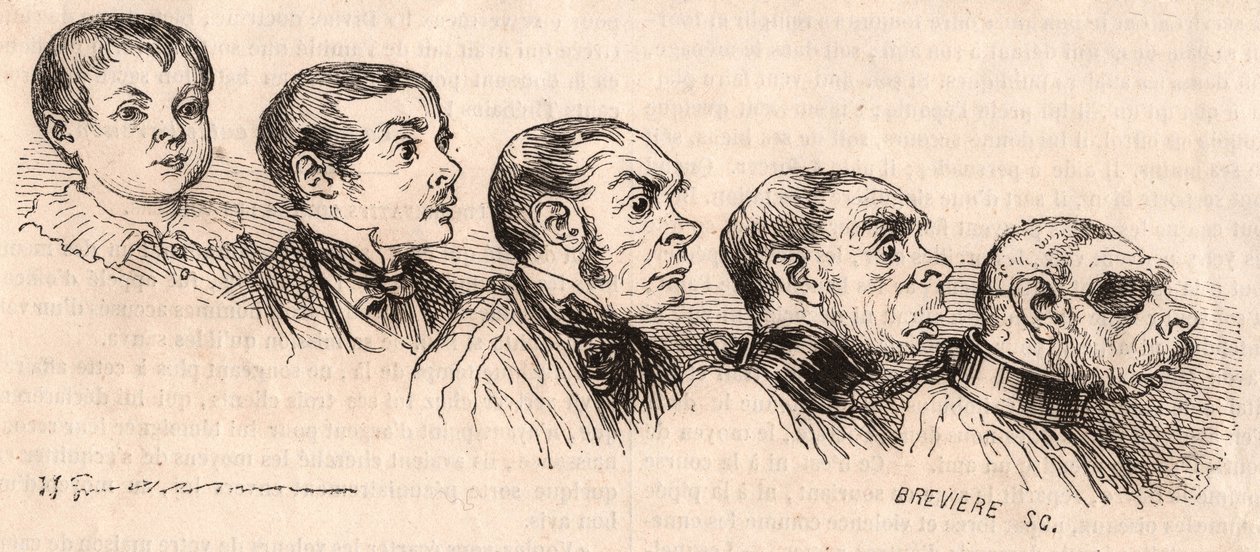 Evoluce dítěte k dospělosti a degenerace dospělého ve zvíře od Unknown