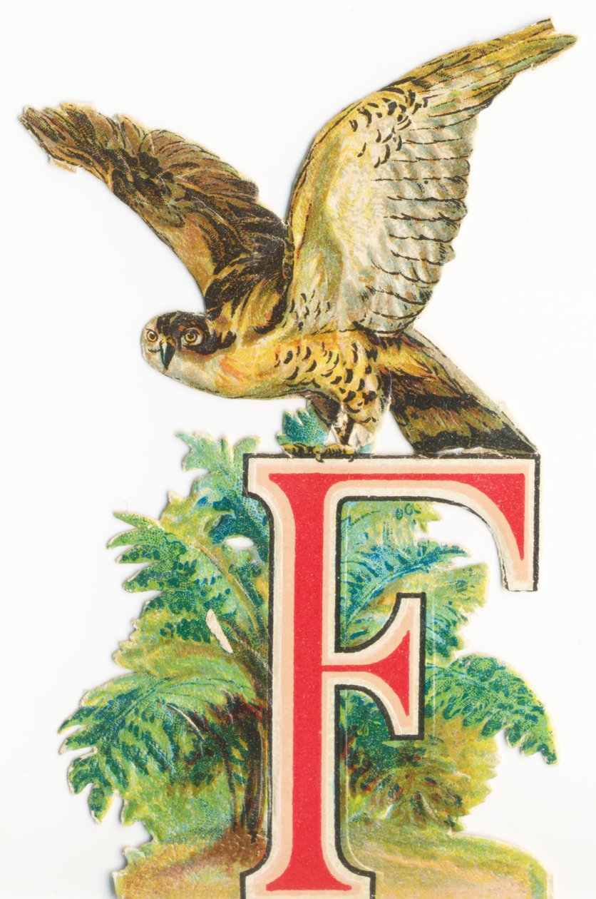 F: Falcon od Unknown artist