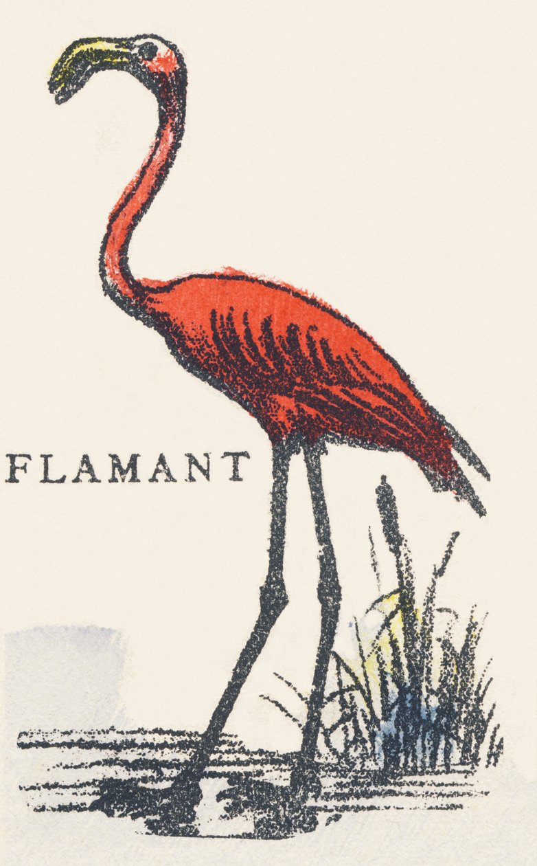 F: plameňák od Unknown artist