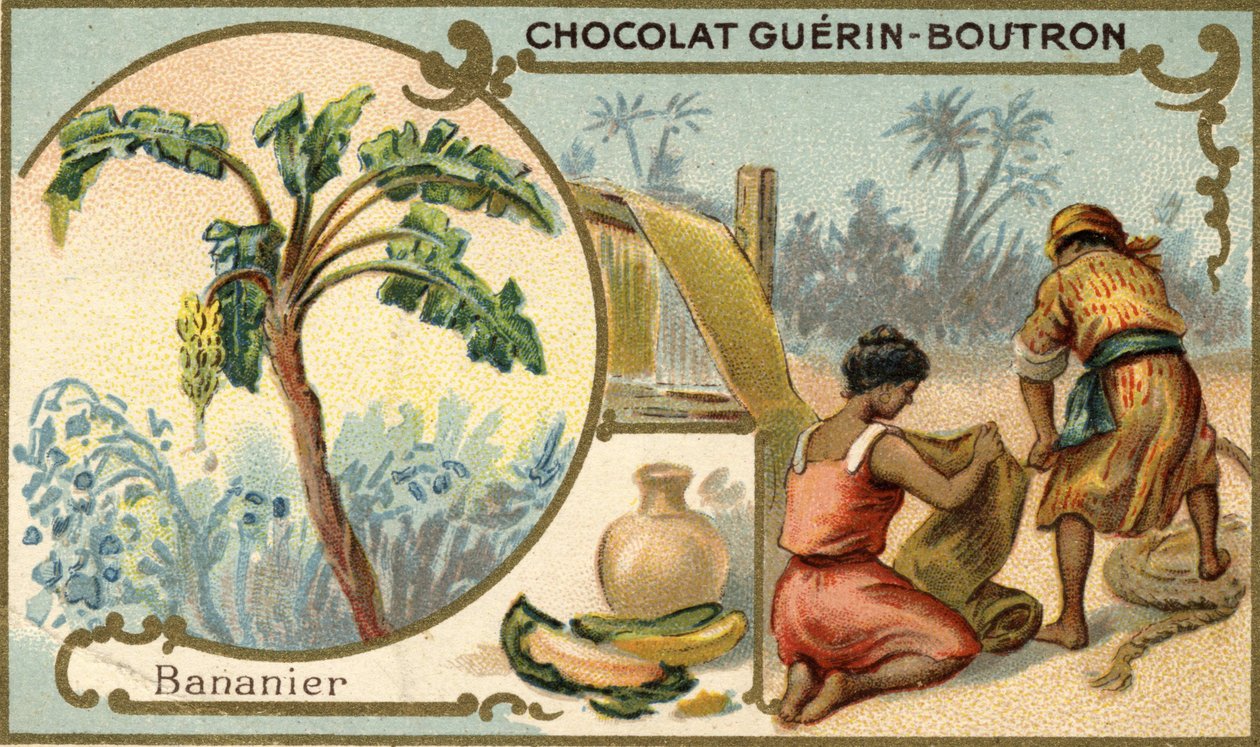 Látka vyrobená z vláken banánových slupek. Chromolitografie, balení čokolád Guérin Boutron. od Unknown artist