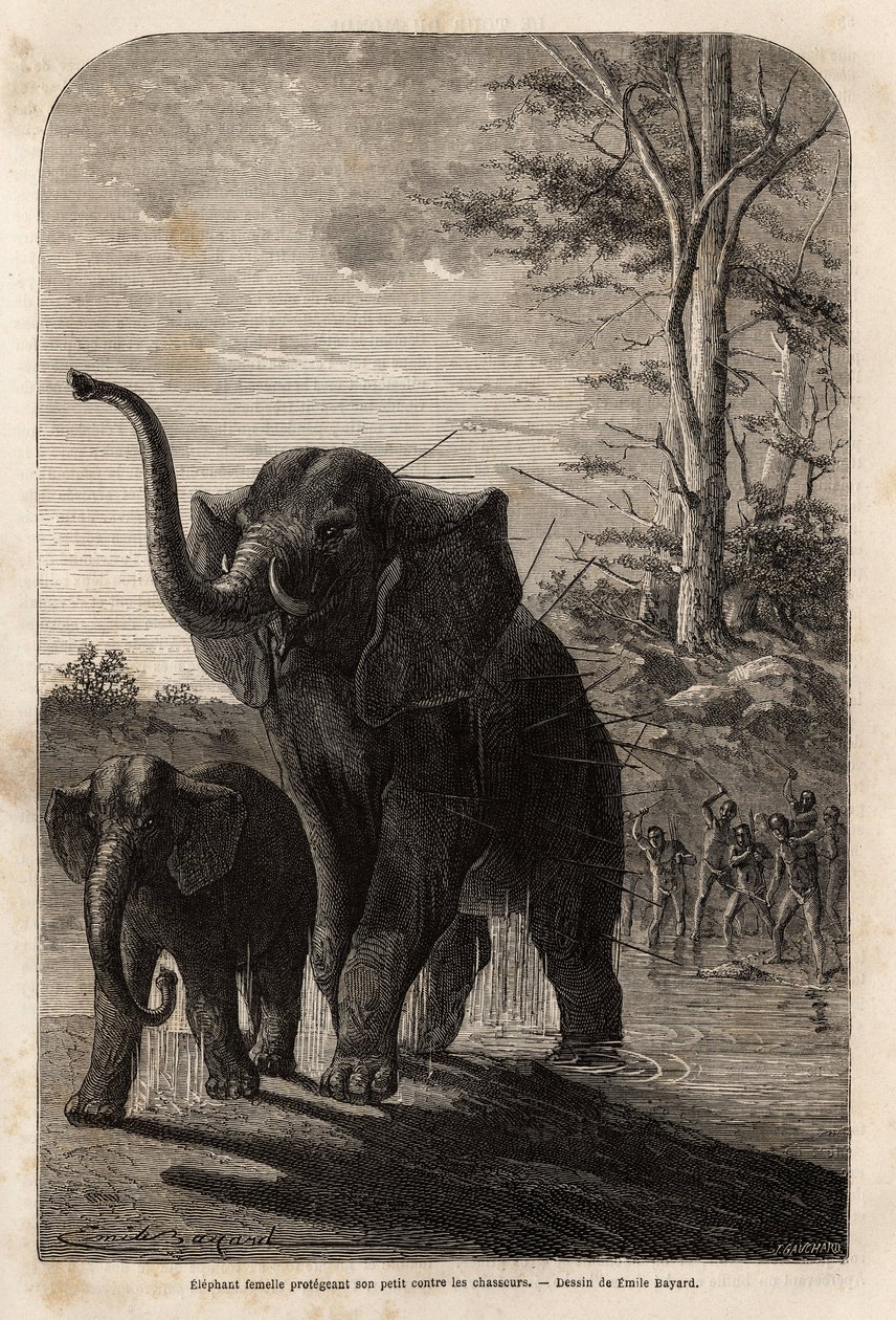 Slonice chránící svá mláďata před lovci oštěpů ze Zambese. Rytina pro ilustraci prvních plaveb Dr. Livingstonea do jižní Afriky v letech 1840 až 1856 v „Le tour du monde, nouveau journal des voyages““ vydaném pod vedením Edouara od Unknown artist
