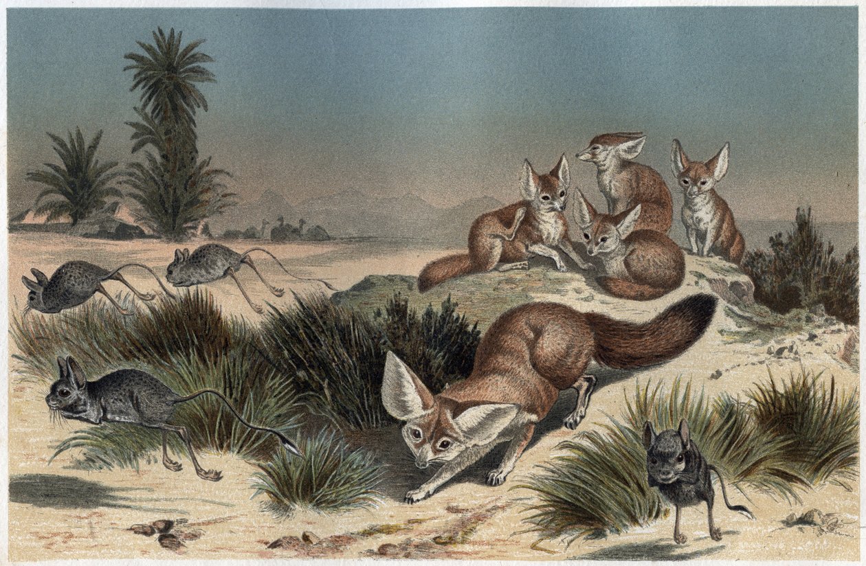 Fennec ou fox des sable du Sahara - Pouštní liška (Vulpes zerda) - rytina z „”Brehmova života zvířat”” od Alfreda Edmunda Brehma (1829-1884) od Unknown artist