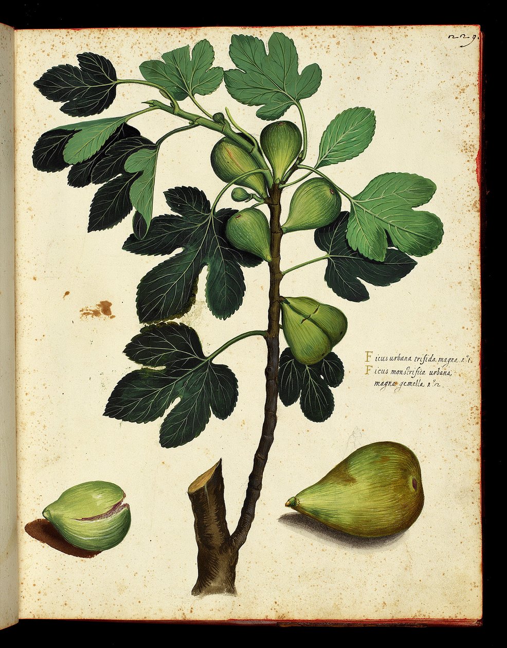 Fíková a fíková větev Botanická tabule převzatá z přírodopisného treku o ovoci a zelenině. Ulisse Aldrovandi fonds, Bibl. Universitaire, ed. 1603. od Unknown artist