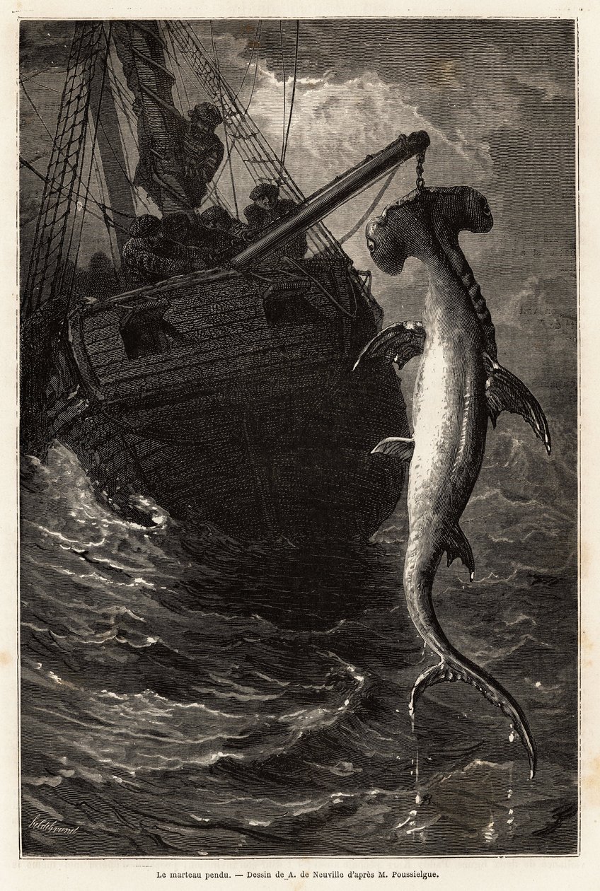 Rybaření kladiva, 7 metrů dlouhého, ve vodách poblíž Anastasia Island. Rytina k ilustraci příběhu čtyři měsíce na Floridě, od Achille Pousselgue v letech 1851-1852, publikovaná v „“Le tour du monde““ 1870-1871, editoval Edouard Charton, Hachette edit od Unknown artist
