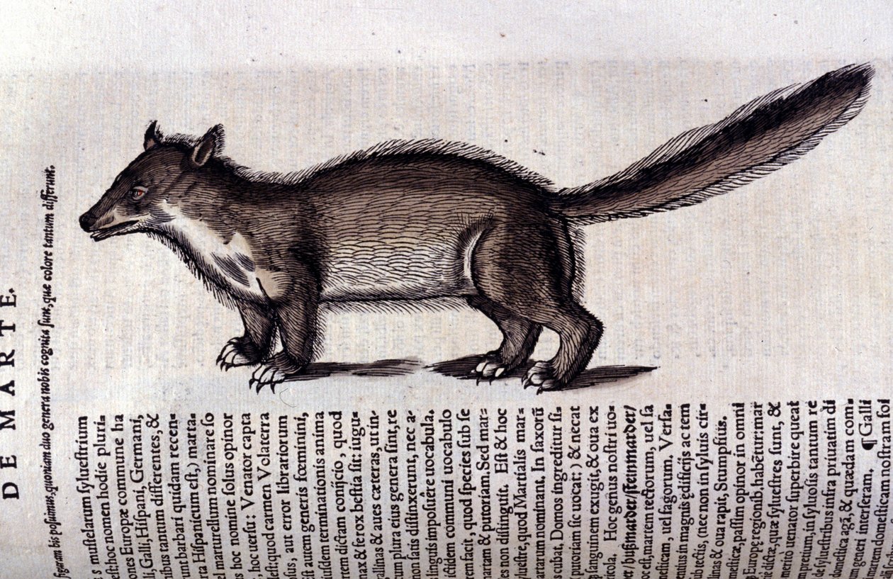 Kožešinové zvíře - v dějinách zvířat od Conrada Gesnera (1516 - 1565), Tiguri od Unknown artist