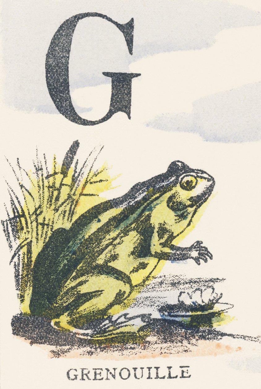 G: žába od Unknown artist