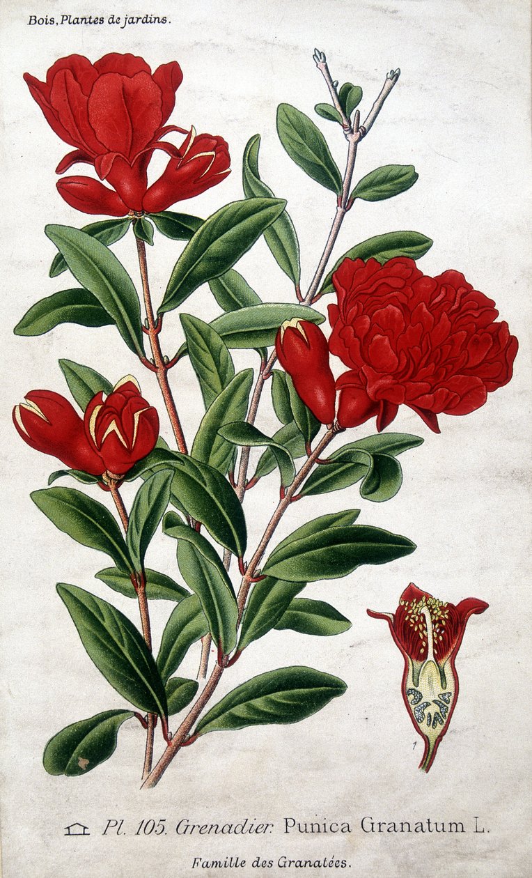 Zahradní rostliny: květy granátového jablka (čeleď Grenatées). od Unknown artist