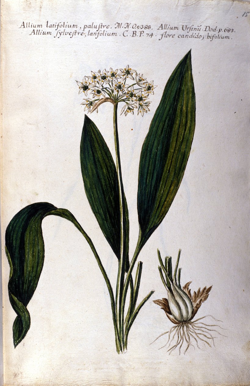 Česnek. Herbář z 19. století. od Unknown artist
