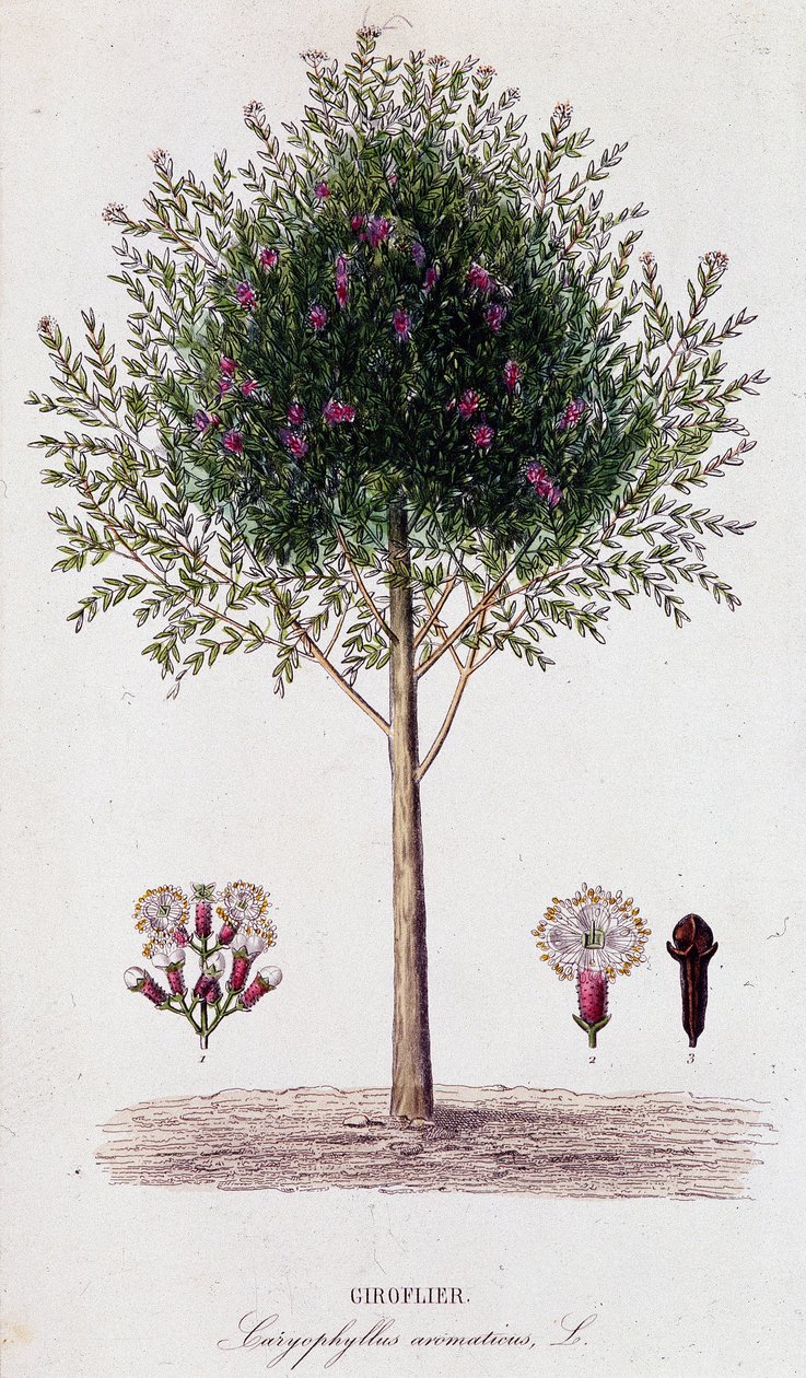 Girofus (Caryophyllus aromaticus) od Unknown artist