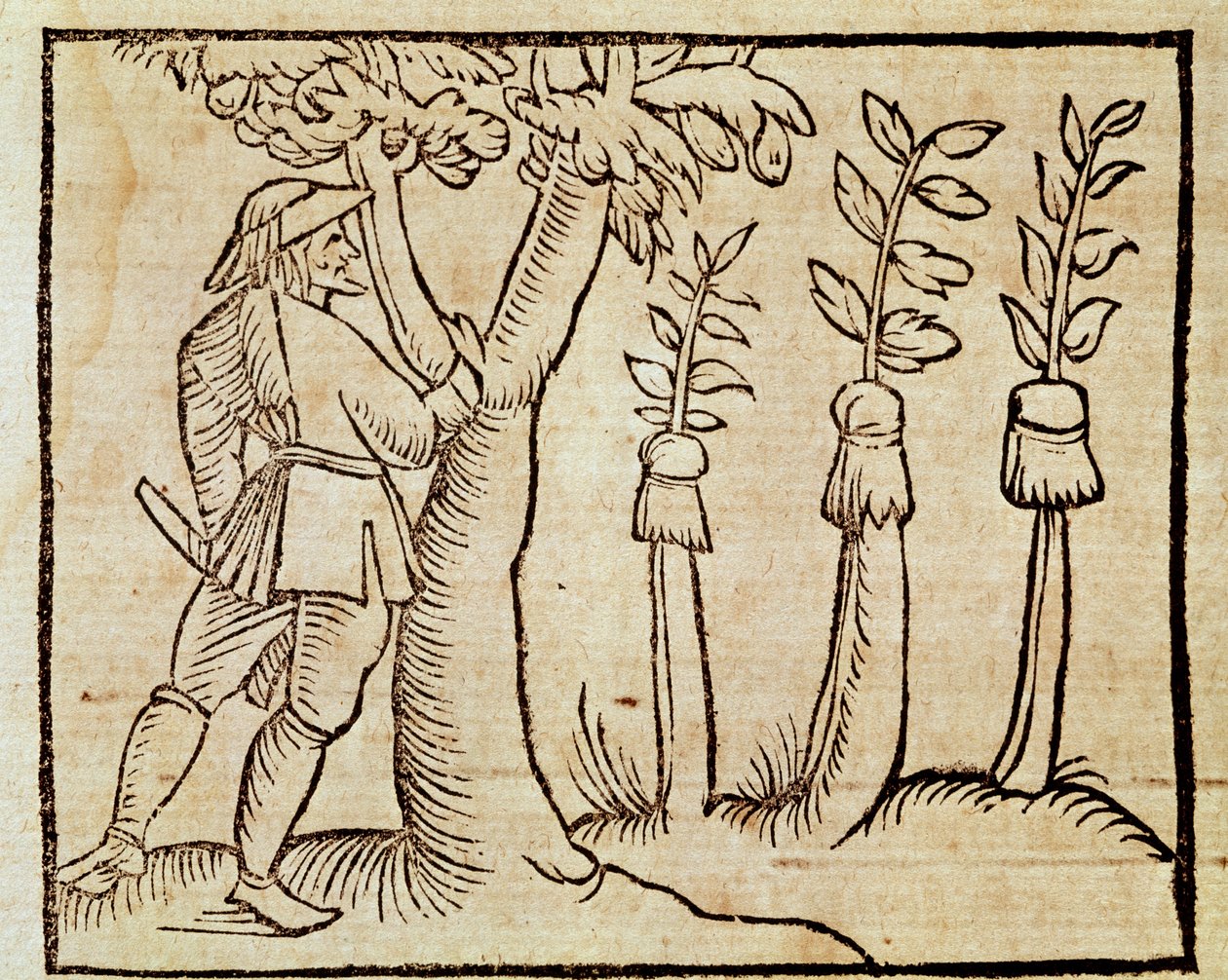 Roubování stromů, ilustrace z De Agricoltura Vulgare, Pier Crescenzio (1233-1320), vydání vydané v Benátkách od Unknown artist