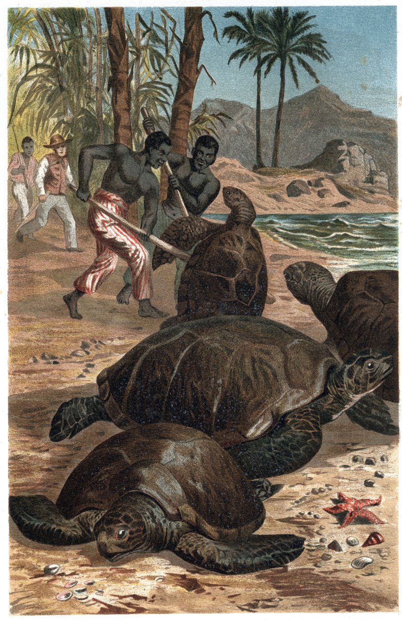 Zelená želva nebo Atlantská želva - Zelená mořská želva (Chelonia mydas) - rytina z „“Brehmova života zvířat““ od Alfreda Edmunda Brehma (1829-1884) od Unknown artist