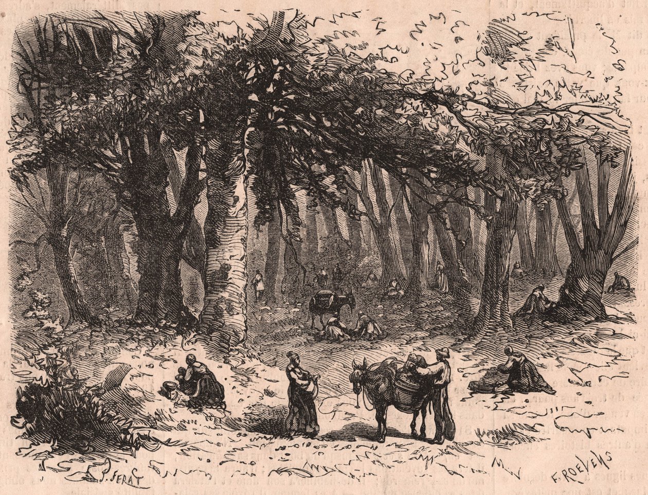Skupina lidí, kteří sbírají houby v lese Fontainebleau od Unknown
