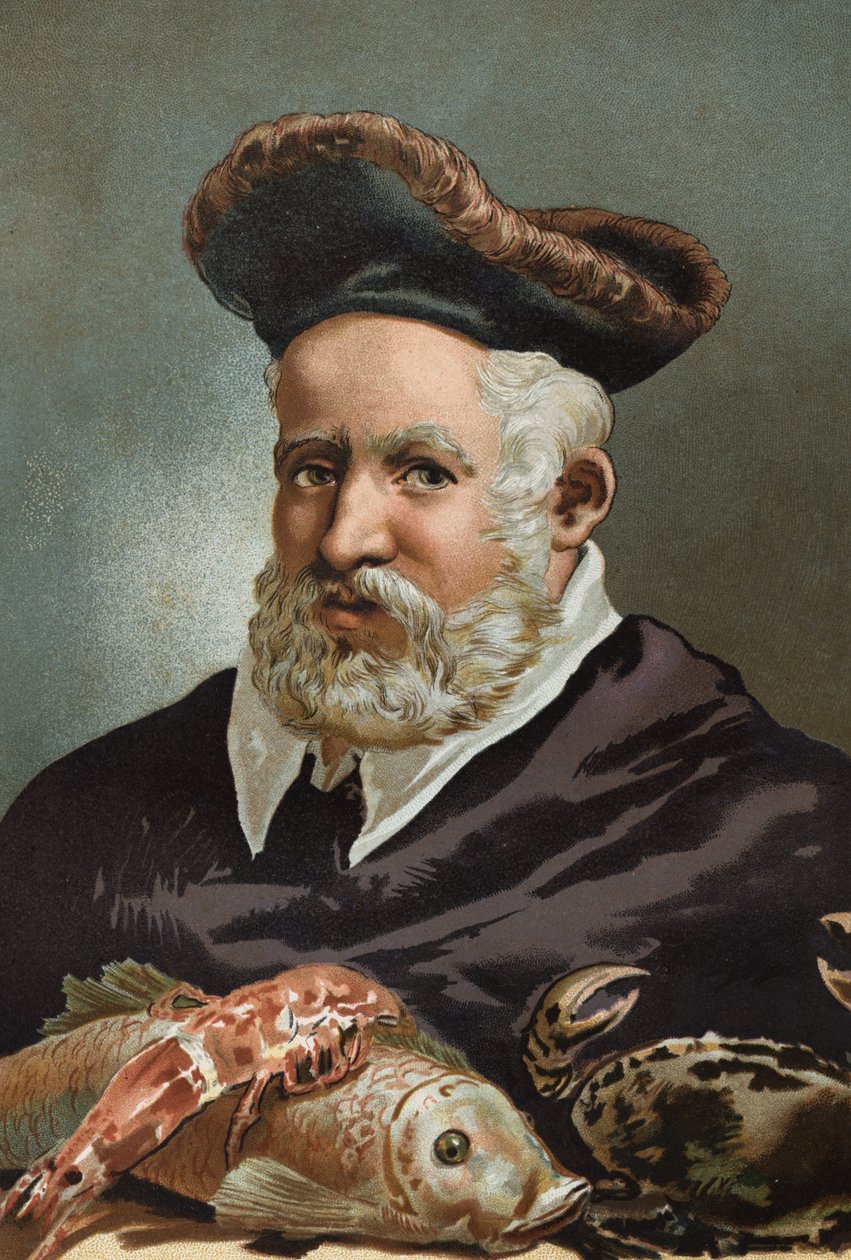 Guillaume Rondelet přírodovědec a francouzská medicína. 1507-1566.po vědě a jejích lidech od Louise Figuiera. Barcelona 1881 od Unknown artist