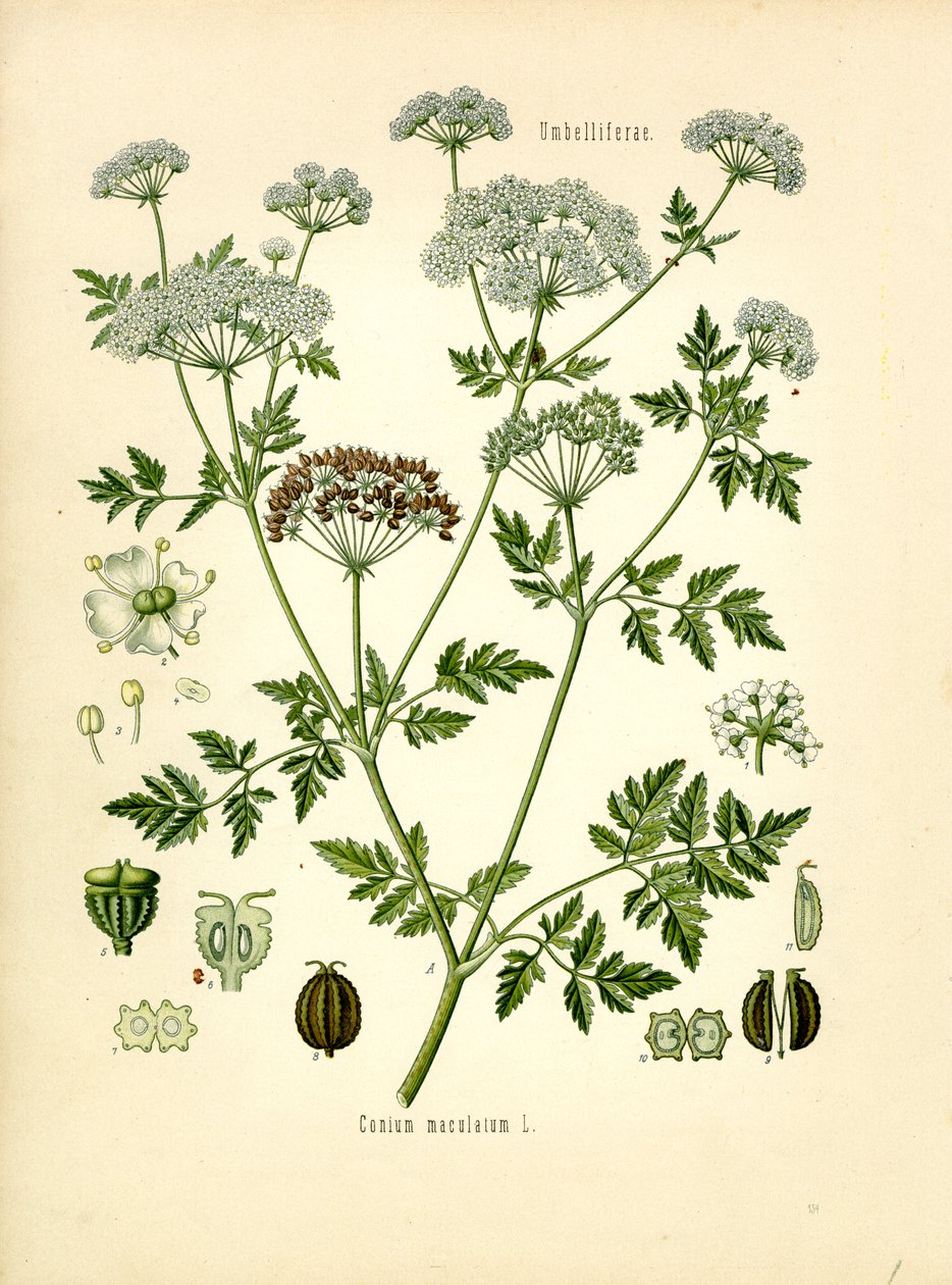 Hemlock (barva lito) od Unknown artist