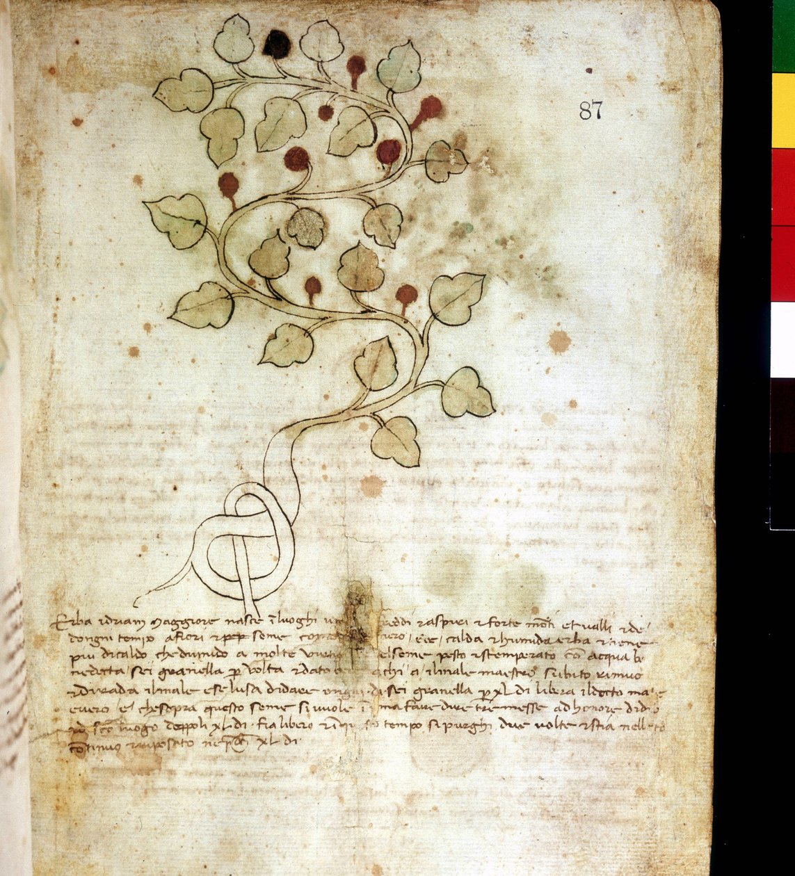 Bylina „“ Idriam Maggiore“““ nebo tráva „“ ve tvaru jednoduchého uzlu“““. Botanická rada, komunální knihovna Rimini od Unknown artist
