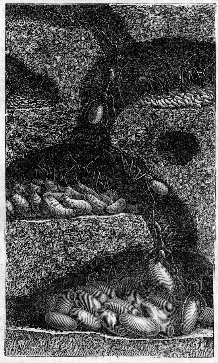 Umístění vajíček a larev v mravenci. Rytina v „“ le journal de la Jeunesse „“ z roku 1888. od Unknown artist