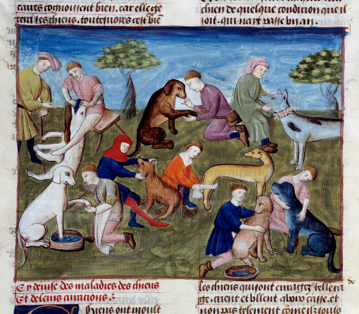 Jak vyléčit lovecké psy z nemocí a zranění Miniatura převzatá z „Knihy lovu“““ od Gastona III. Phoeba, hraběte z Foix, lorda z Bearnu (1331-1391) od Unknown artist