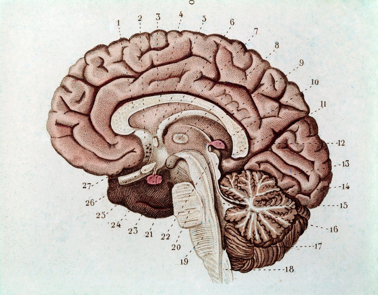 Řez lidského mozku s mozkovými hemisférami a cerebellum (rytina od Unknown artist