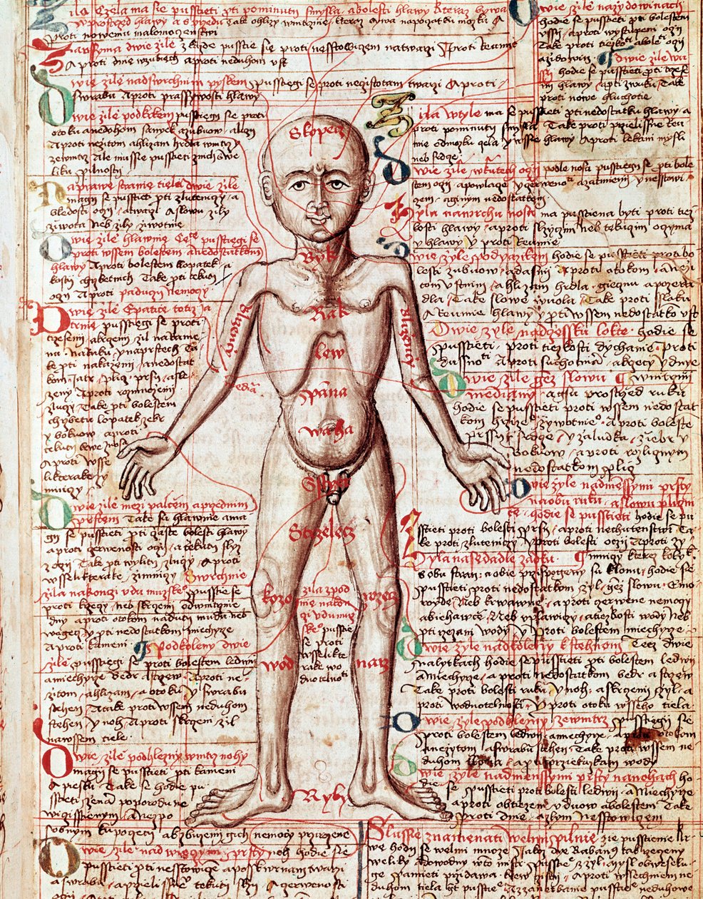 Lidské tělo Rytina z „Tractatus de pestilentia““ 15. století – Praha, Národní knihovna od Unknown artist