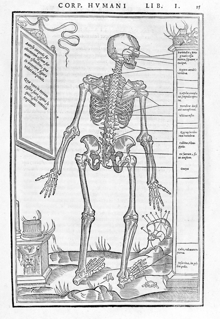 Lidská kostra, zadní část. Anatomická deska ""Pitva tří částí lidského těla..." od Carlo Stefano Riverio, Paříž 1545 od Unknown artist